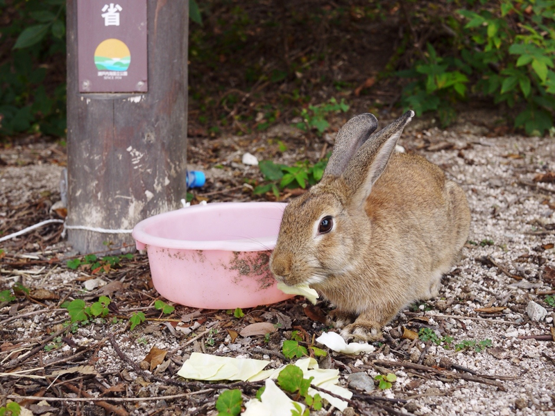 Illustration for article titled Bunny Island Is Cute, Furry, and Depressing